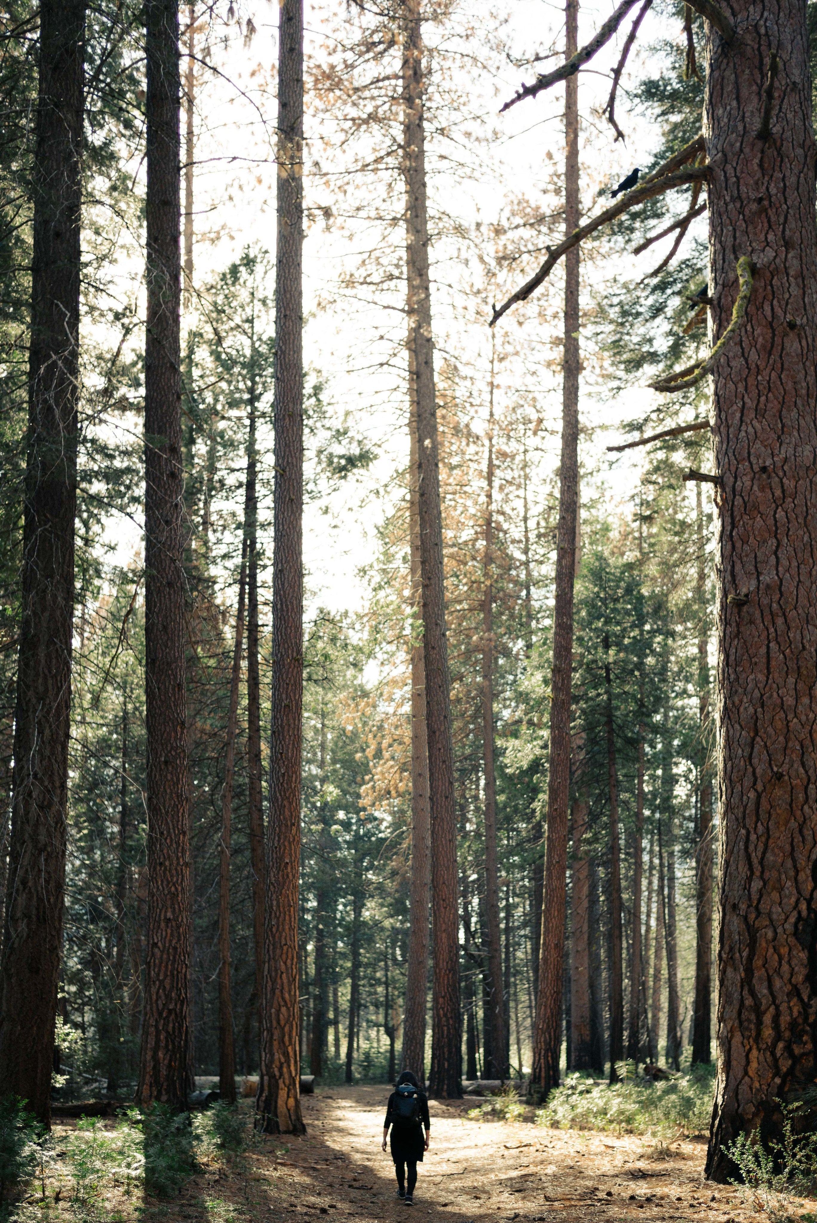 hiking-though-giants.jpg